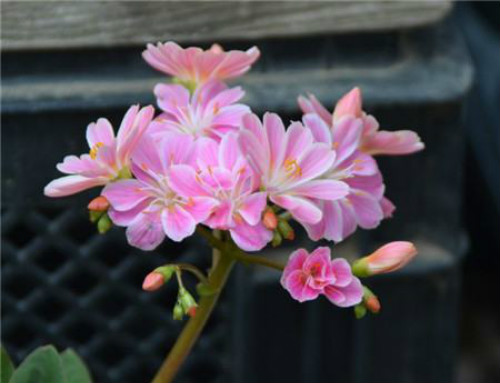 ¶ޱ���ж��� ����¶ޱ����Ҫע�����������Щ