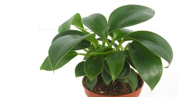 金钻叶子发黄怎么办 金钻叶子发黄原因及解决办法看这里