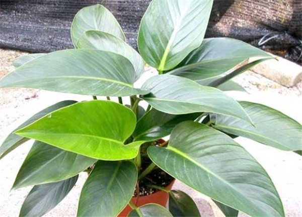 金钻叶子发黄怎么办 金钻叶子发黄原因及解决办法看这里