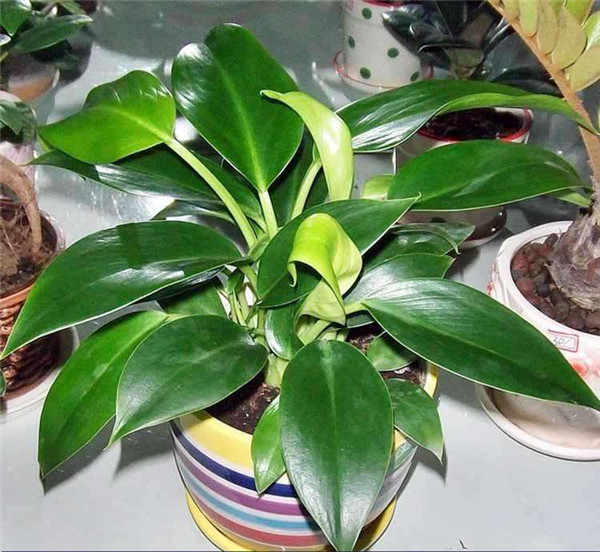 金钻叶子发黄怎么办 金钻叶子发黄原因及解决办法看这里