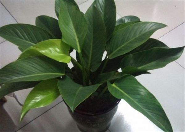 金钻叶子发黄怎么办 金钻叶子发黄原因及解决办法看这里