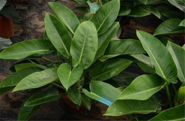 金钻叶子发黄怎么办 金钻叶子发黄原因及解决办法看这里