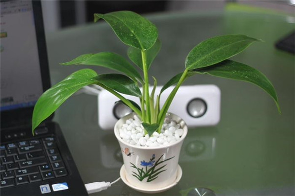 金钻叶子腐烂是怎么回事 其实我们可以这样进行补救