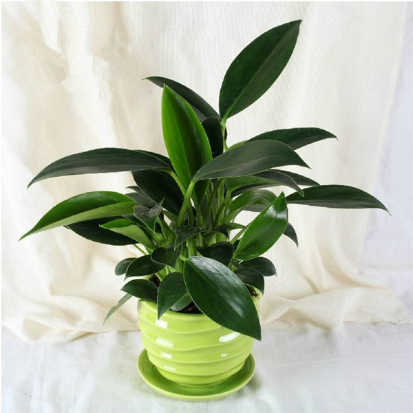 金钻叶子腐烂是怎么回事 其实我们可以这样进行补救