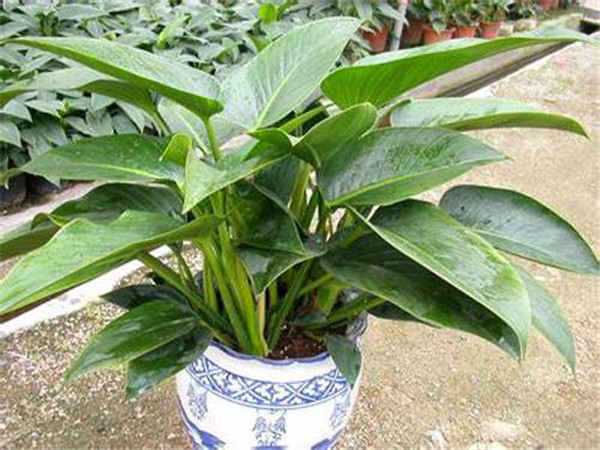 金钻叶子腐烂是怎么回事 其实我们可以这样进行补救