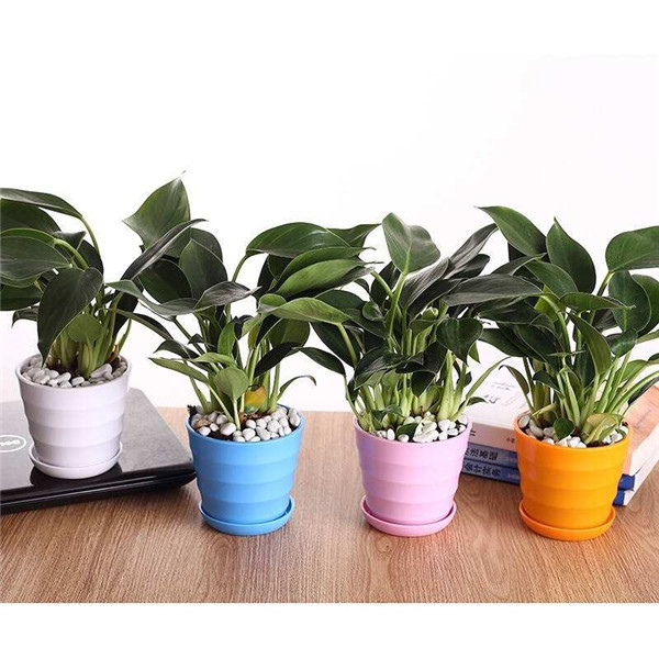 金钻叶子腐烂是怎么回事 其实我们可以这样进行补救