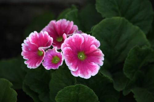 四季樱草的花期是什么时候 这么做可以控制四季樱草的花期哦