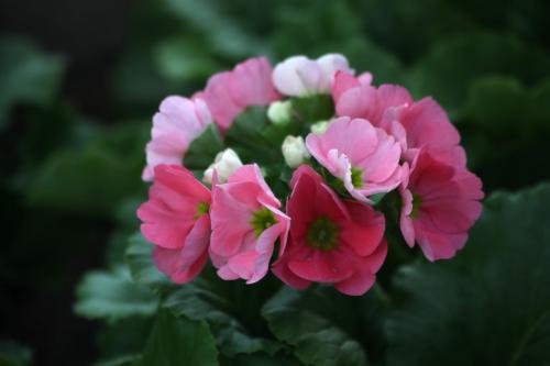 四季樱草的花期是什么时候 这么做可以控制四季樱草的花期哦