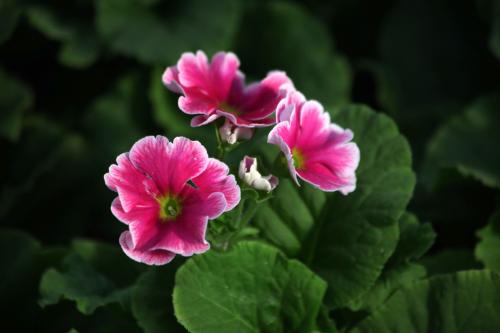 四季樱草的花期是什么时候 这么做可以控制四季樱草的花期哦