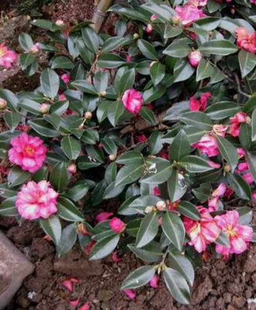 茶梅和茶花的区别有哪些 掌握这几点下次不要认错了