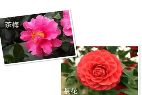 茶梅和茶花的区别有哪些 掌握这几点下次不要认错了