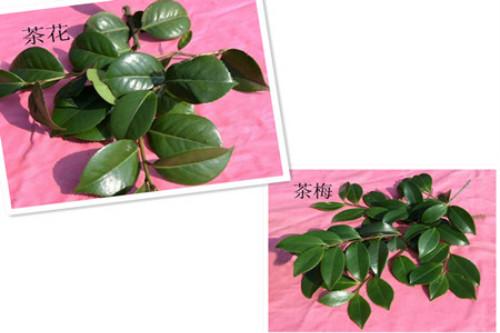 茶梅和茶花的区别有哪些 掌握这几点下次不要认错了
