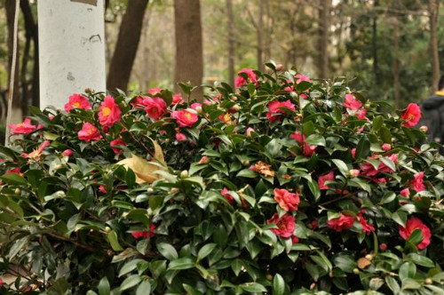茶梅和茶花的区别有哪些 掌握这几点下次不要认错了