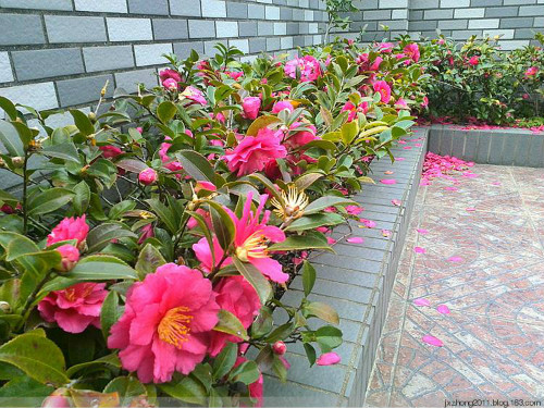 茶梅和茶花的区别有哪些 掌握这几点下次不要认错了