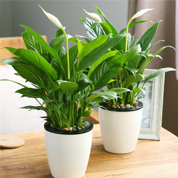 白掌叶子发黑怎么办 可能是由于这些原因导致的呢