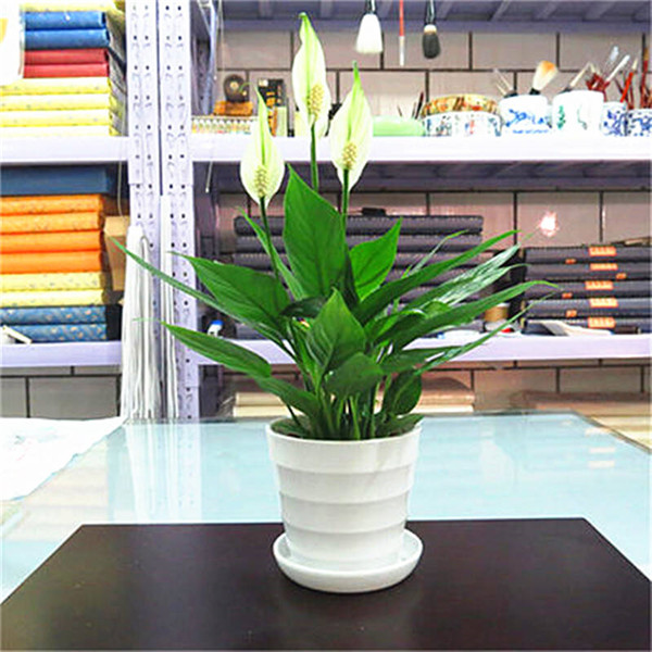 白掌开花后怎么处理 白掌开花后这样处理分分钟爆盆