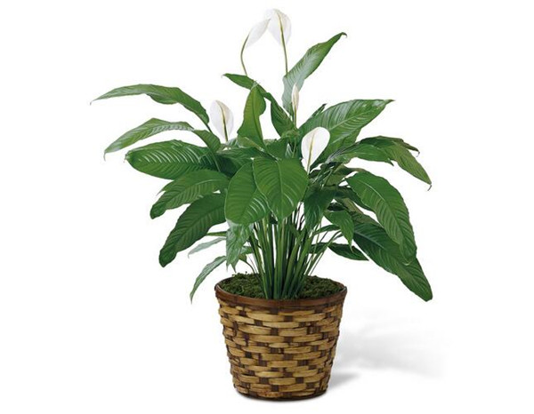 白掌开花后怎么处理 白掌开花后这样处理分分钟爆盆