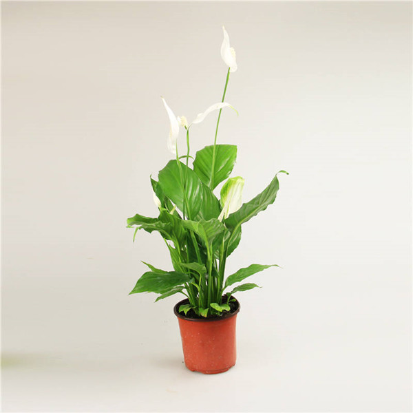 白掌开花后怎么处理 白掌开花后这样处理分分钟爆盆