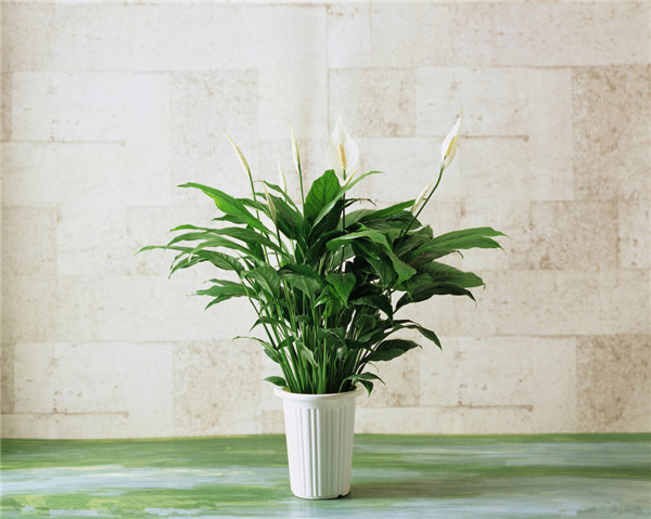 白掌开花后怎么处理 白掌开花后这样处理分分钟爆盆