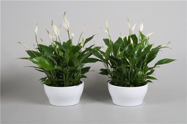 白掌开花后怎么处理 白掌开花后这样处理分分钟爆盆