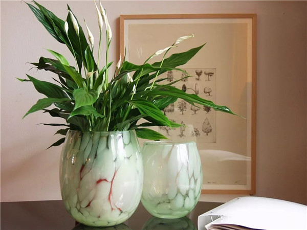 白掌叶子发黑怎么办 可能是由于这些原因导致的呢