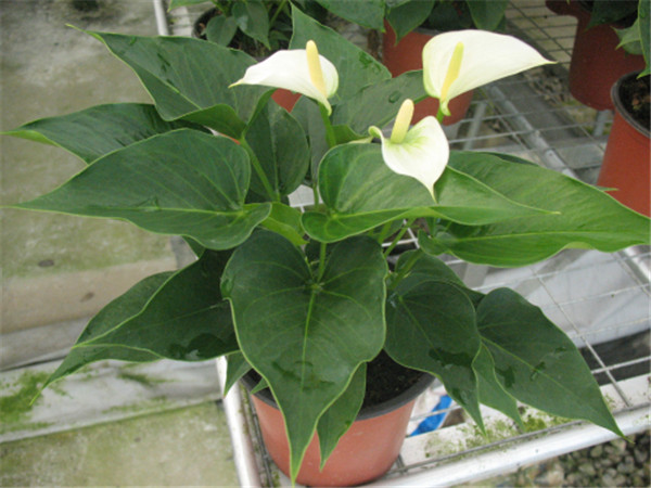 白掌为什么不开花 白掌不开花我们这样处理就可以轻松解决