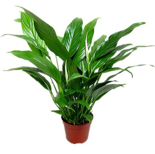 白掌为什么不开花 白掌不开花我们这样处理就可以轻松解决