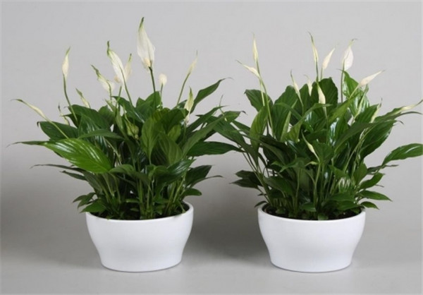 白掌为什么不开花 白掌不开花我们这样处理就可以轻松解决