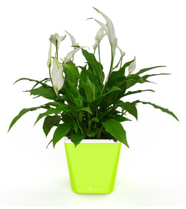 白掌为什么不开花 白掌不开花我们这样处理就可以轻松解决