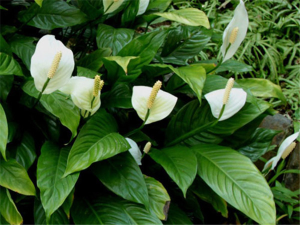 怎么给白掌施肥 这才是白掌最正确的施肥方法