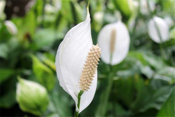 怎么给白掌施肥 这才是白掌最正确的施肥方法