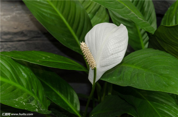 怎么给白掌施肥 这才是白掌最正确的施肥方法