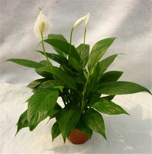 怎么给白掌施肥 这才是白掌最正确的施肥方法