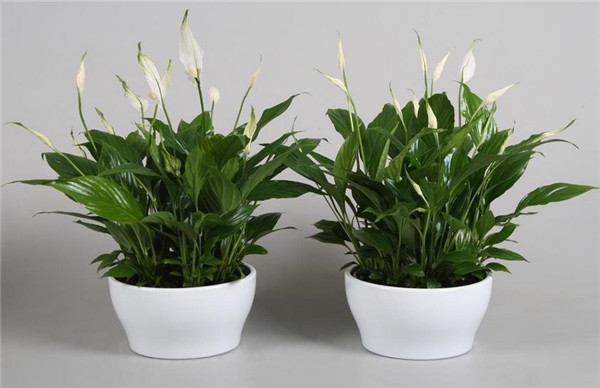 怎么给白掌施肥 这才是白掌最正确的施肥方法