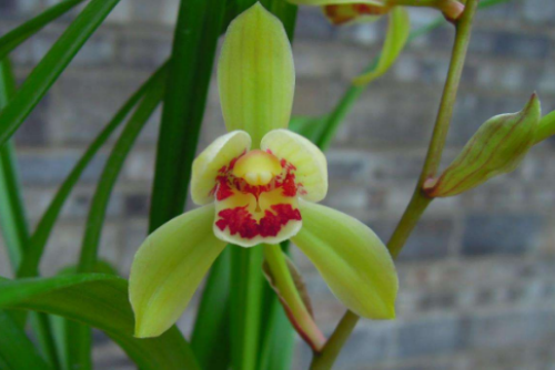 建兰怎么养长得好?建兰这样养护绝对错不了