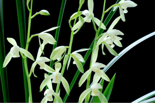 建兰怎么养长得好?建兰这样养护绝对错不了