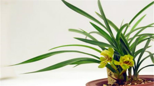 建兰怎么养长得好?建兰这样养护绝对错不了