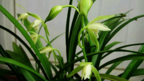 建兰怎么养长得好?建兰这样养护绝对错不了