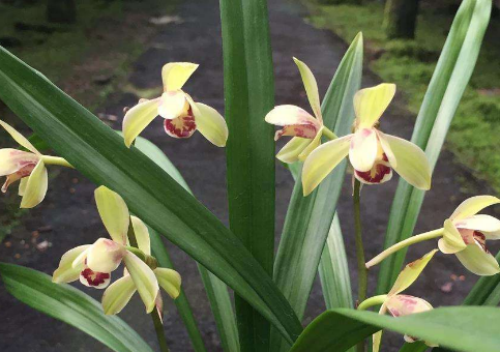 建兰怎么养长得好?建兰这样养护绝对错不了