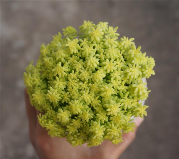 �ƽ������������ô�� ����������������ԭ���µ�Ŷ