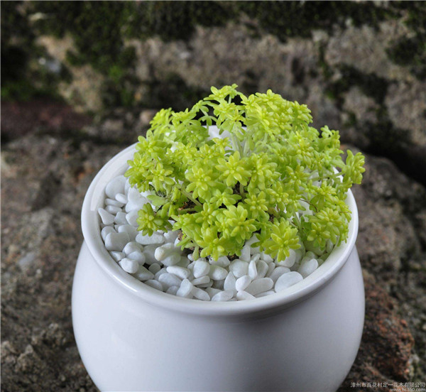 �ƽ������������ô�� ����������������ԭ���µ�Ŷ