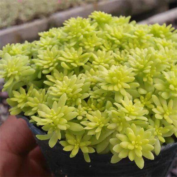 �ƽ������������ô�� ����������������ԭ���µ�Ŷ