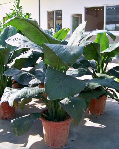 绿巨人叶子发黄发黑怎么回事?这样做快速解决绿巨人叶子问题