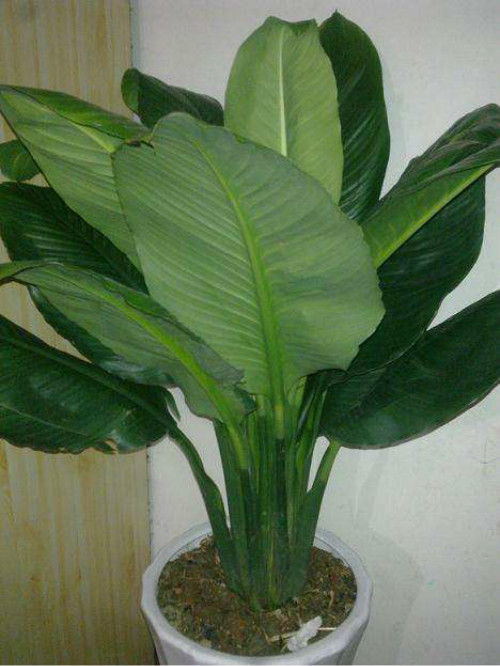 绿巨人叶子发黄发黑怎么回事?这样做快速解决绿巨人叶子问题