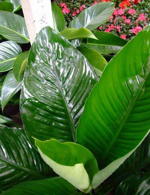 绿巨人叶子发黄发黑怎么回事?这样做快速解决绿巨人叶子问题