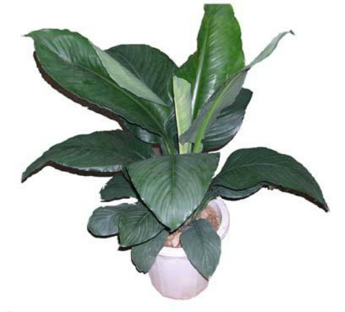 绿巨人叶子发黄发黑怎么回事?这样做快速解决绿巨人叶子问题