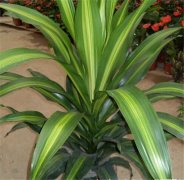 ����ľ����ˮ���� ����ľ��ˮ�෽������������������