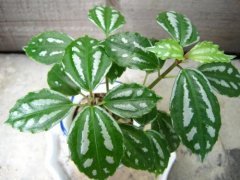 ��ˮ������ˮ����ֳ��  ˮ����ˮ��������ע���������