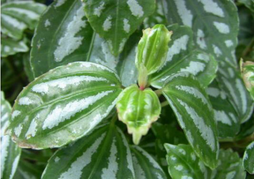 冷水花有毒吗可以养在室内吗 家养冷水花需要注意这些方面