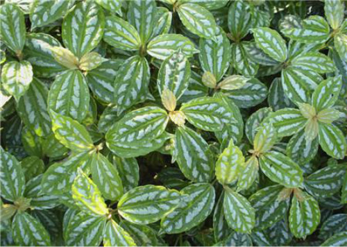 冷水花有毒吗可以养在室内吗 家养冷水花需要注意这些方面